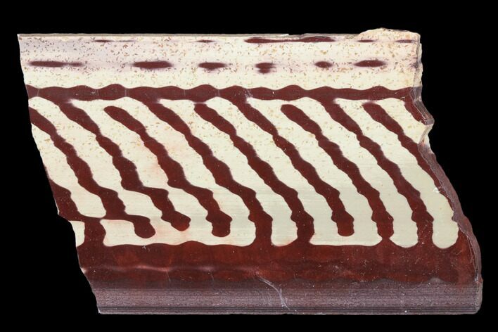 Polished Slab Of Zebra Stone (Ediacaran Microbialite?) #176280